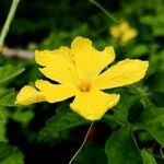 Momordica balsamina फूल
