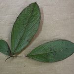 Cordia sprucei Leaf