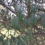 Pinus cembra Frunză