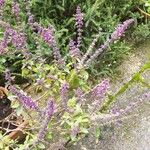 Ocimum kilimandscharicum Leaf