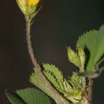 Medicago murex Çiçek