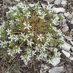 Arenaria aggregata Цветок