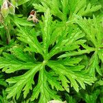 Geranium pratense Lapas