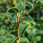 Osmanthus × burkwoodii Blatt