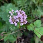 Origanum majorana Flower