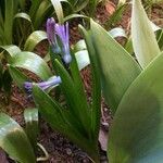Hyacinthus orientalis Fiore