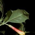 Desfontainia spinosa പുഷ്പം