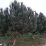 Pinus pinaster Habitus