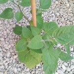 Physalis pubescens Leaf