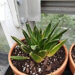 Agave victoriae-reginae Ліст