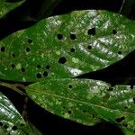 Ocotea leucoxylon Leaf