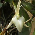 Angraecum angustipetalum Blüte