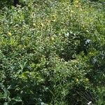 Hypericum frondosum Habit