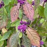 Callicarpa bodinieri Плід