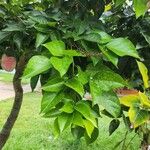 Pongamia pinnata Folha