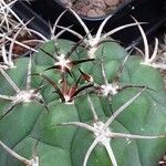 Gymnocalycium saglionis Leaf