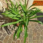 Agapanthus africanus Habitat