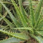 Dyckia encholirioides Fulla