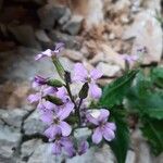 Hesperis laciniata 花