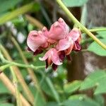 Apios americana Flor