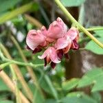 Apios americana Flower