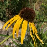 Echinacea paradoxa Flor