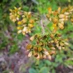 Pentanema squarrosum Flower