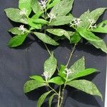 Rudgea cornifolia Outro