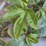 Passiflora edulis Liść