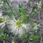 Albizia anthelmintica Flower