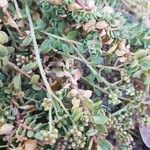 Corrigiola telephiifolia Kvet