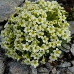 Saxifraga muscoides Bloem