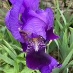 Iris lutescensFlower