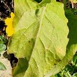 Rumex arifolius Leaf