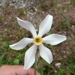 Narcissus poeticus Fula