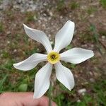 Narcissus poeticus Flower