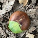 Castanospermum australe Плод