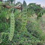 Acacia nilotica Frucht