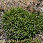 Limonium lambinonii Habit