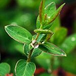 Symphoricarpos rotundifolius Folha