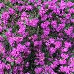 Rhododendron lapponicum Kvet