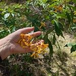 Hymenosporum flavum Flower