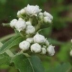Parthenium integrifolium Çiçek