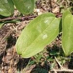 Smilax glauca ഇല