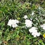 Achillea clavennae Floare