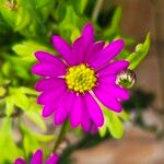 Senecio elegans Flower