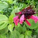 Salvia oxyphora Flor