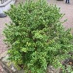 Ilex crenata Staniste