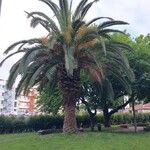 Phoenix canariensis Habitatea