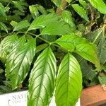 Coffea canephora List